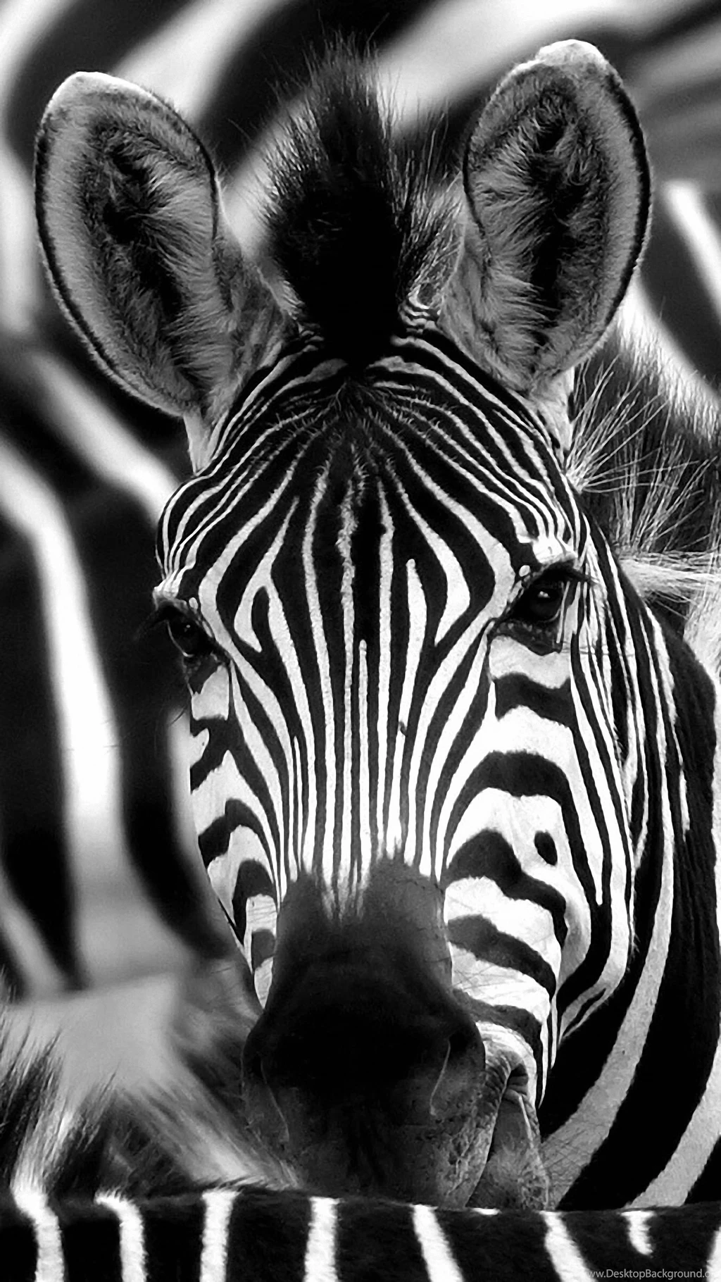 Zebra Face Macro Sony Xperia Z4 Wallpapers HD 1440x2560
