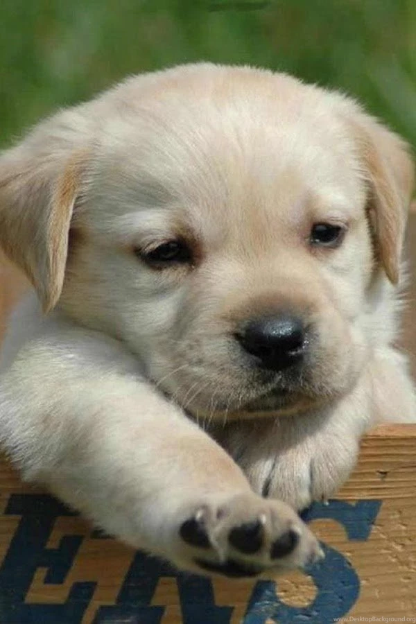 Dogs Wallpapers Android Apps On Google Play