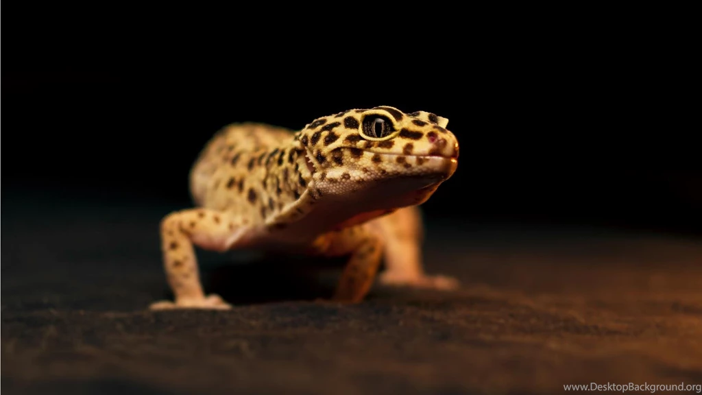 Leopard Gecko Wallpapers Wallpapers Cave