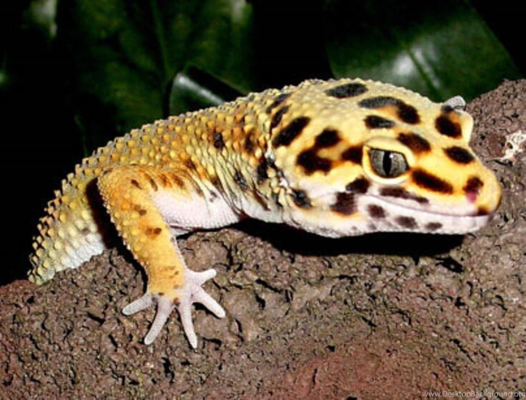 Leopard Gecko Wallpapers Wallpapers Cave