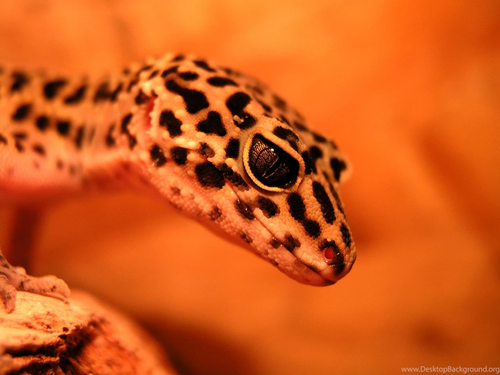 DeviantArt: More Like Leopard Gecko Wallpapers 2 By Desversen