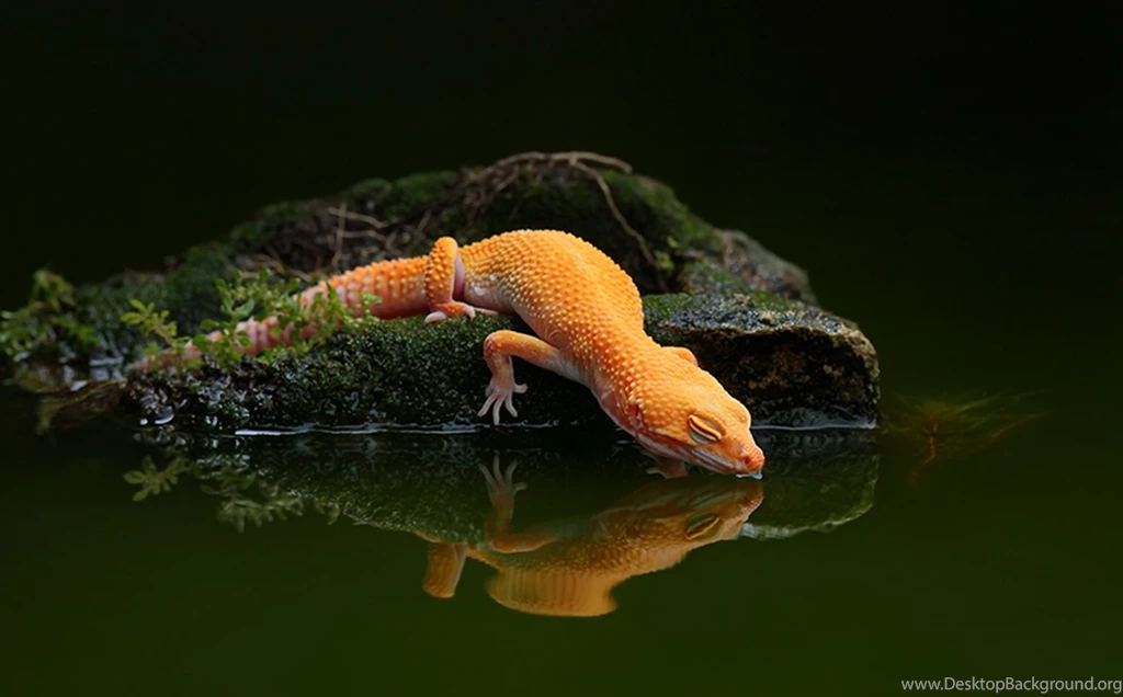 Gecko