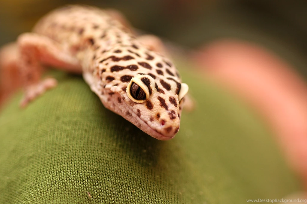 Leopard Gecko Morphs Wallpaper.