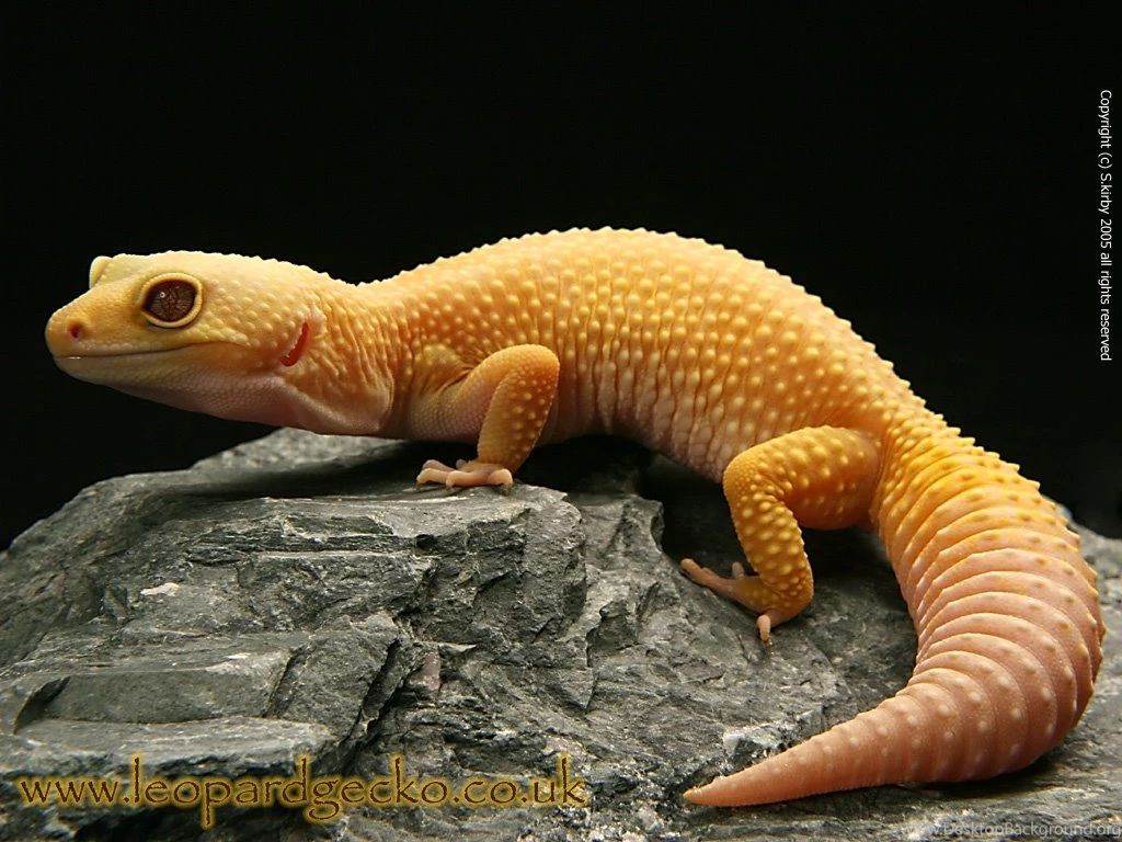 The Pictures For > Leopard Gecko Wallpapers Computer