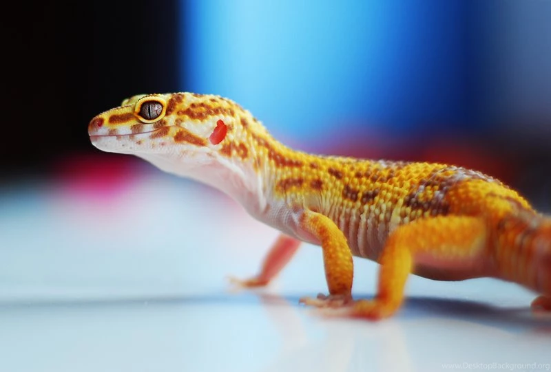 View Topic Leopard Gecko Chicken Smoothie