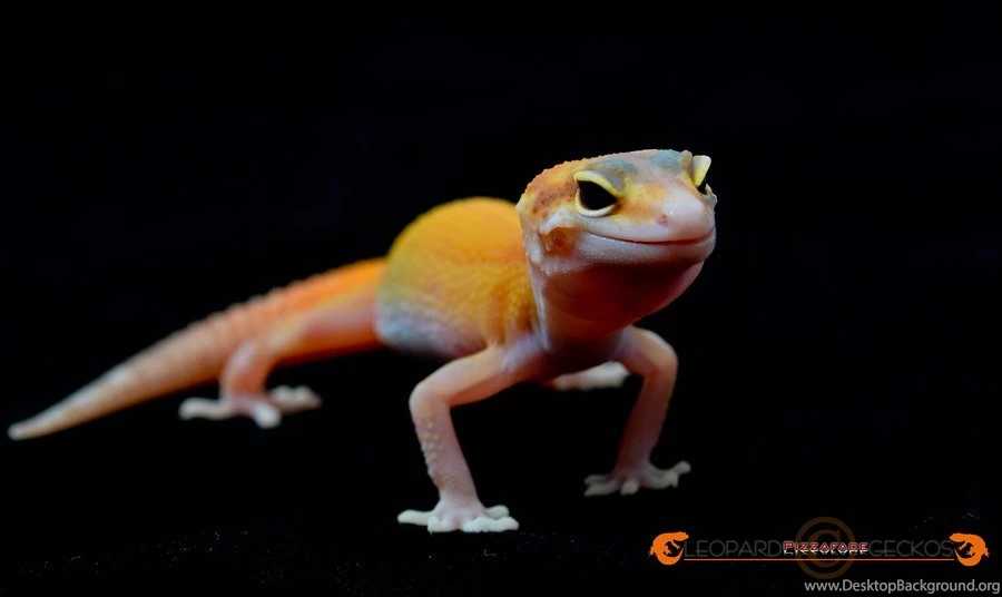 RAPTOR Leopard Gecko By Basticelis On DeviantArt