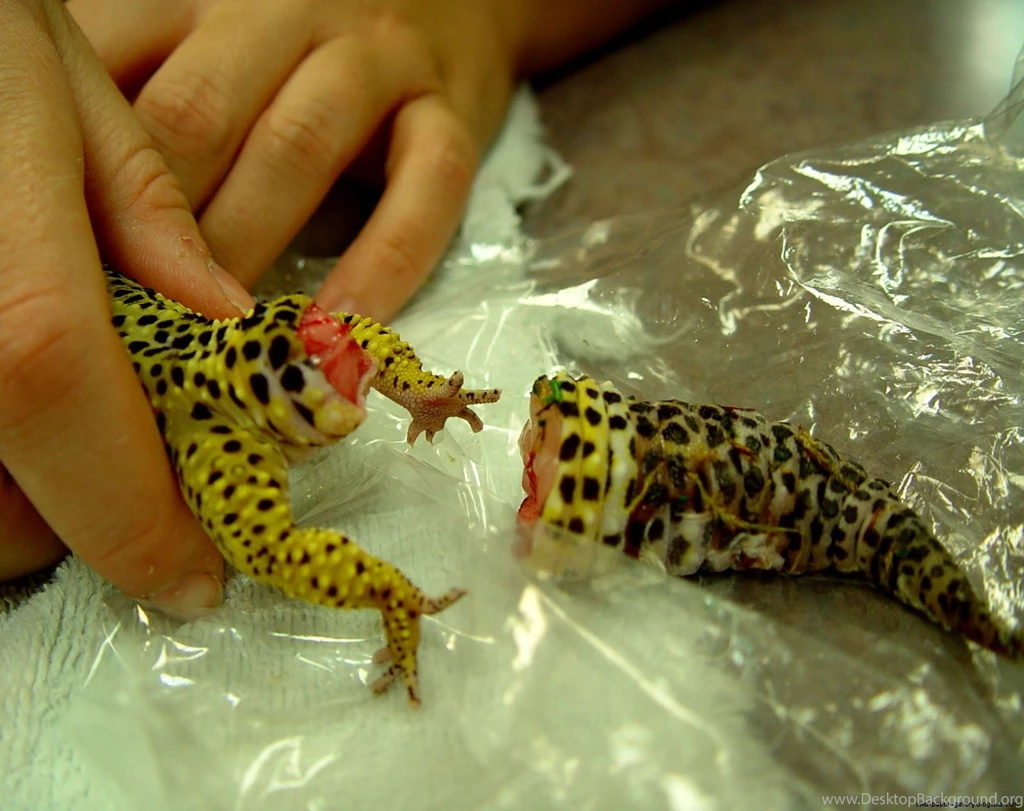 Smiling Leopard Gecko