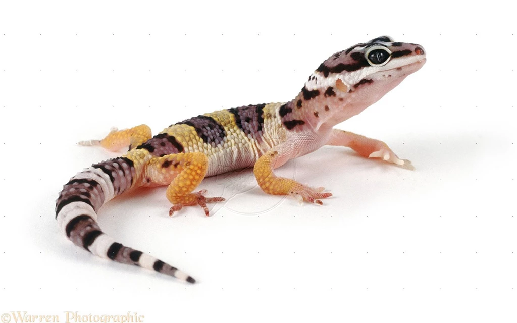 Leopard Gecko Juvenile (Eublepharis Macularius)