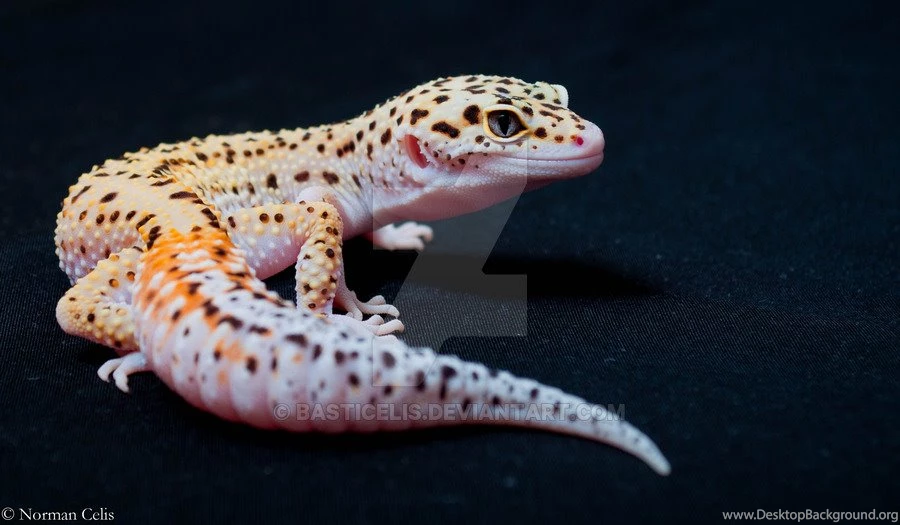 Leopard Gecko By Basticelis On DeviantArt
