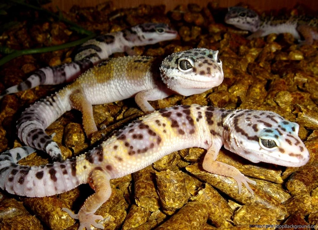 Baby Leopard Gecko