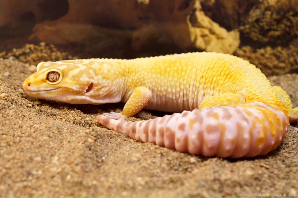 Aptor Leopard Gecko Adult By Biggoofybastard On DeviantArt