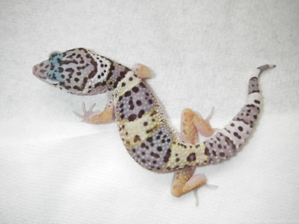 Baby Leopard Gecko