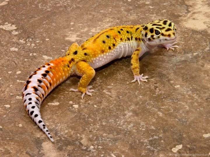 Leopard Gecko