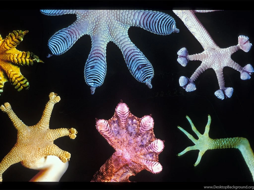 Leopard Gecko I Has Feets
