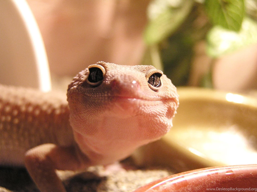 Leopard Gecko Wallpapers HD Download