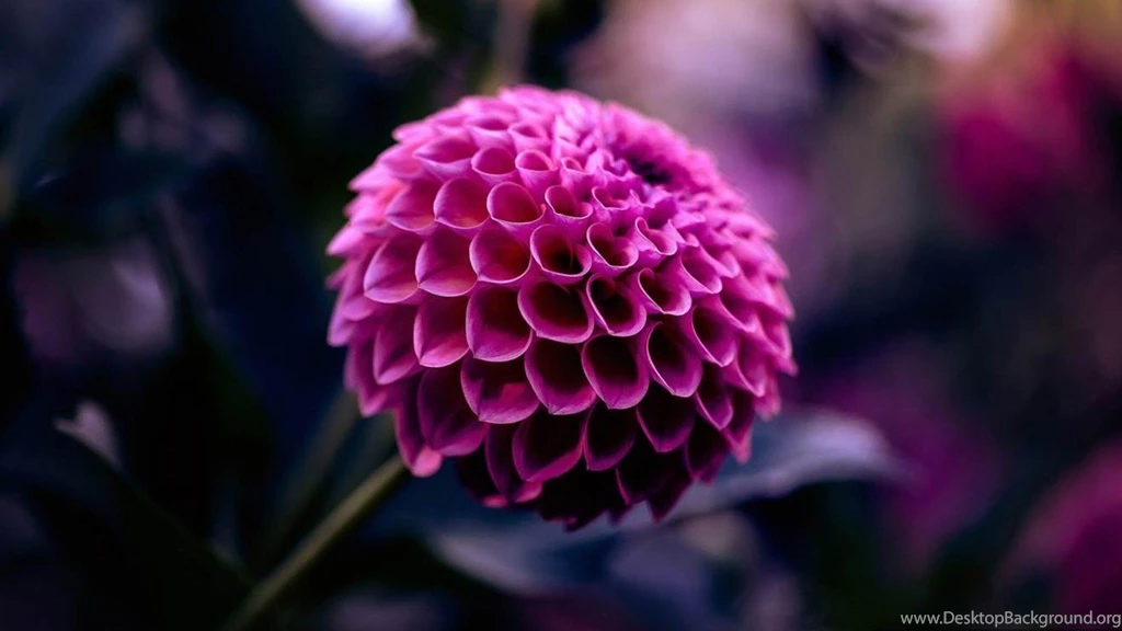 Purple Dahlia Flower HD Wallpapers New HD Wallpapers