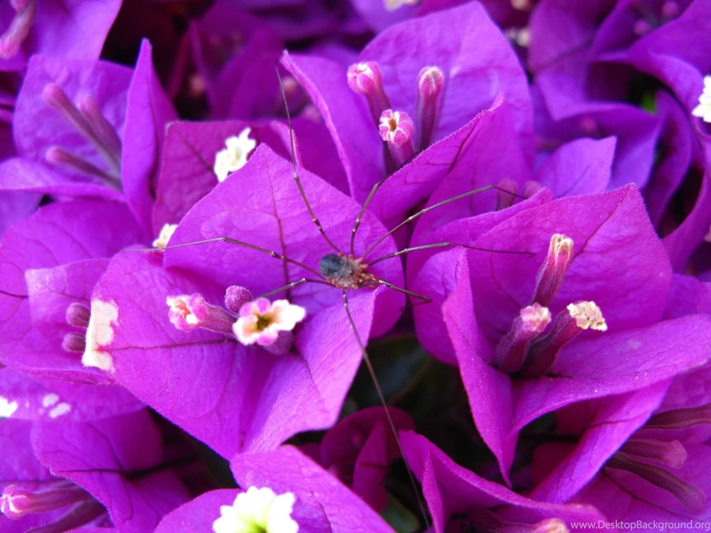 Zoom Purple Flower Purple Flowers Wallpapers