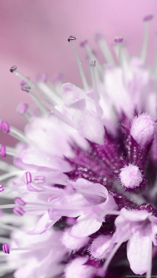 640x1136 Purple Flower Desktop PC And Mac Wallpapers