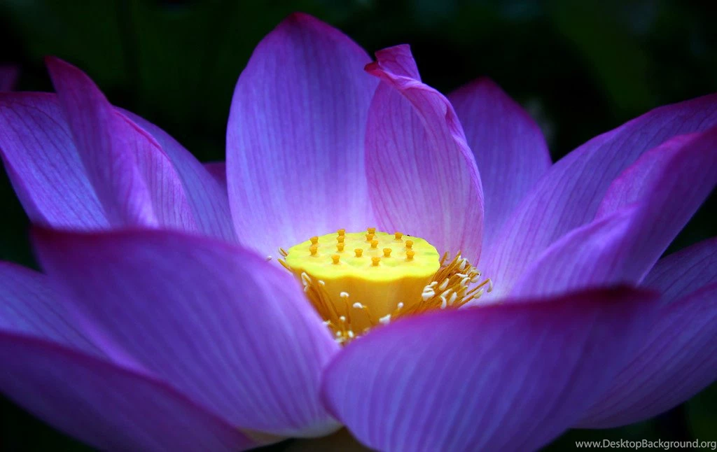 Purple Lotus Flower Wallpapers 08, Lotus Flower Pictures & Images