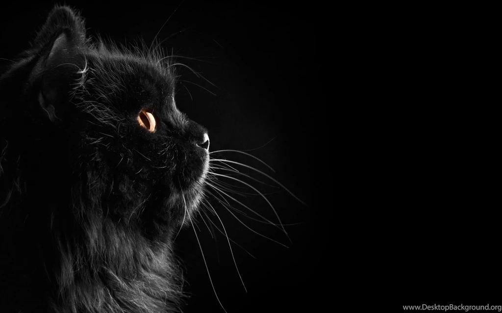 Black Cat Wallpapers