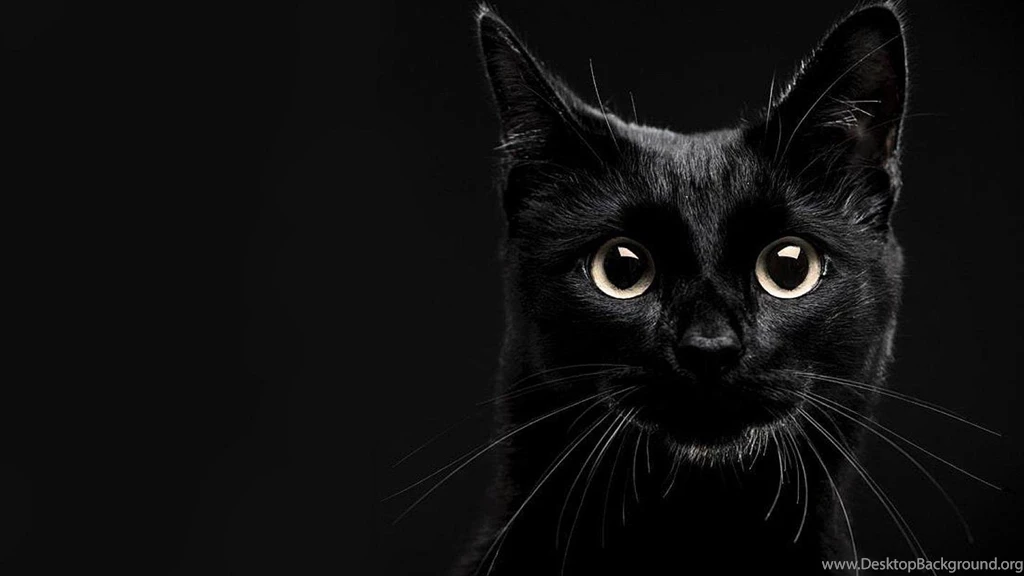 Lucky Black Cat Wallpapers (