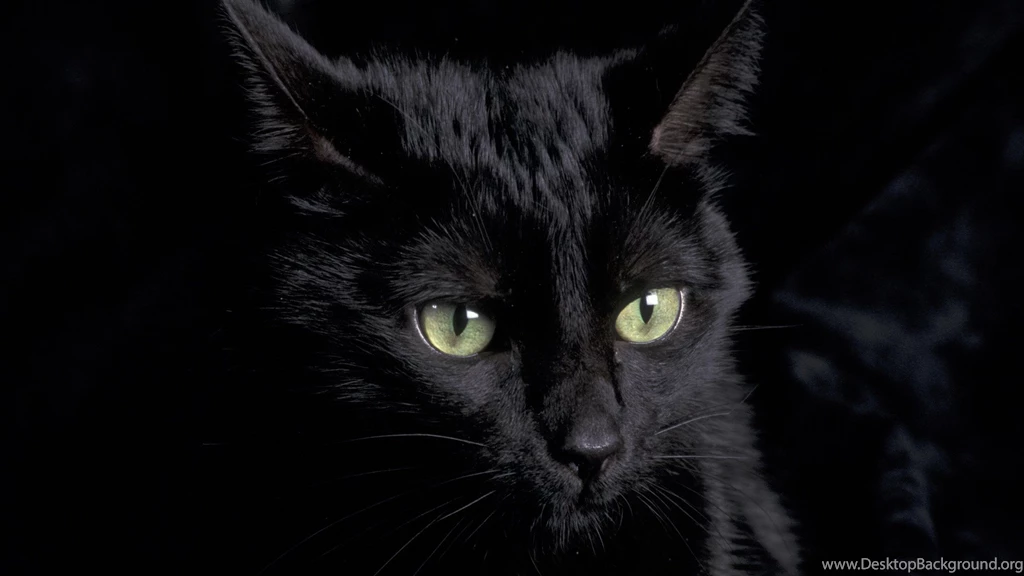 Black Cat Animal Wallpaper HD.jpg