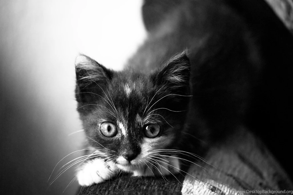 Black Cats Wallpapers, Images, Photos, Pictures & Pics
