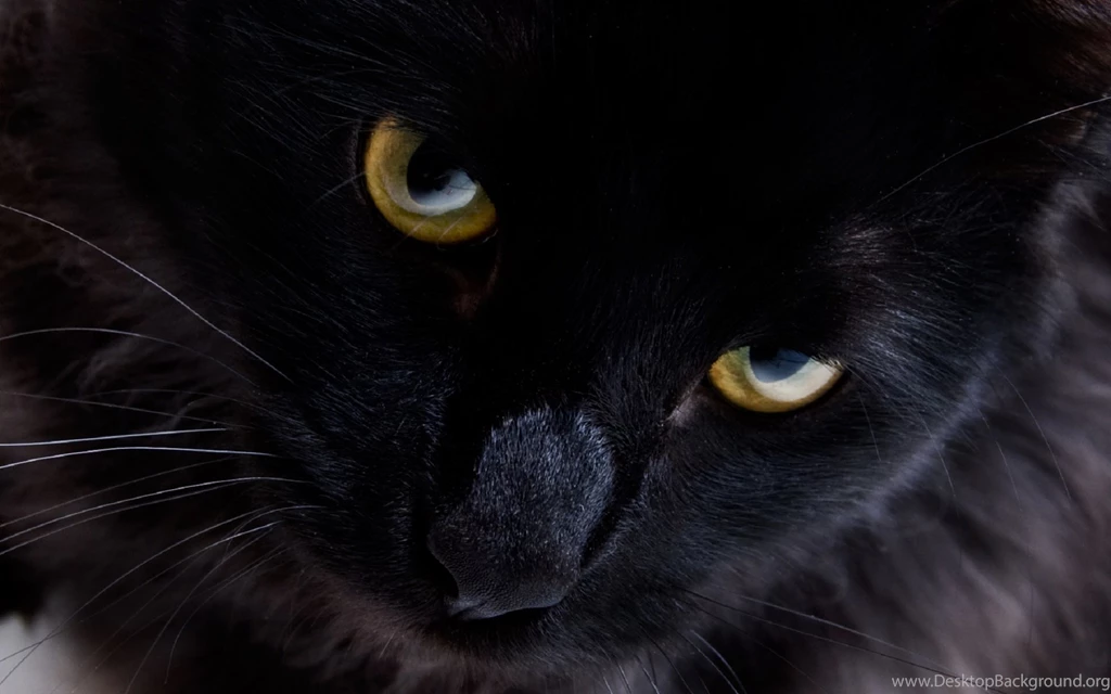 Persian Black Cat Wallpapers