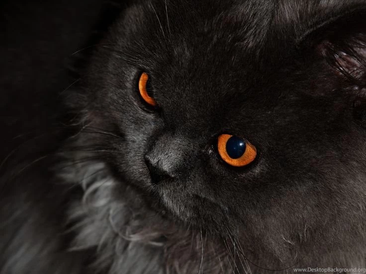 Black Cat With Orange Eyes Hd Wallpapers
