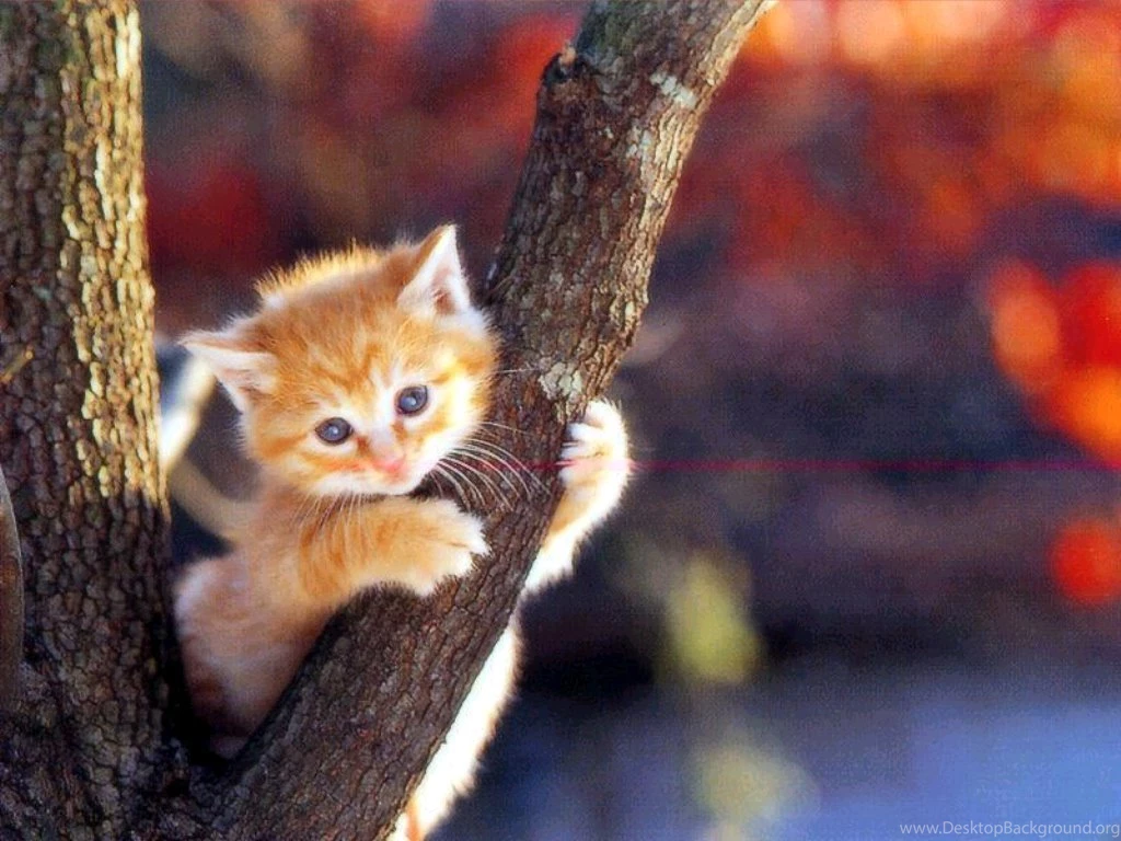 Cat Wallpapers
