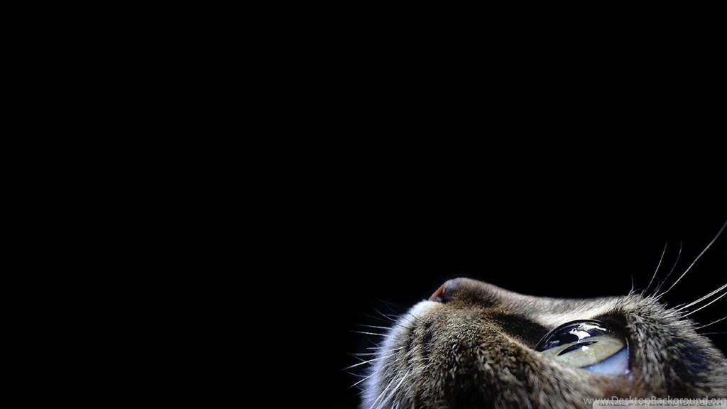 Curious Cat HD Desktop Wallpapers : Widescreen : High Definition ...