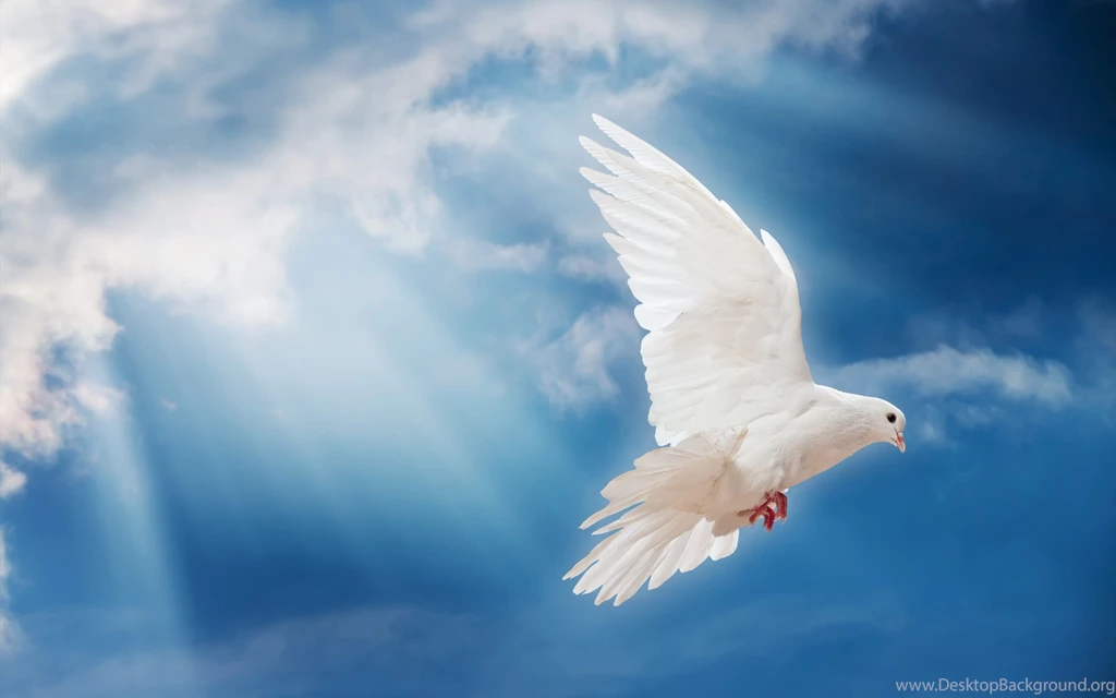 Flying Dove Wallpapers HD Download For Desktop & Mobile
