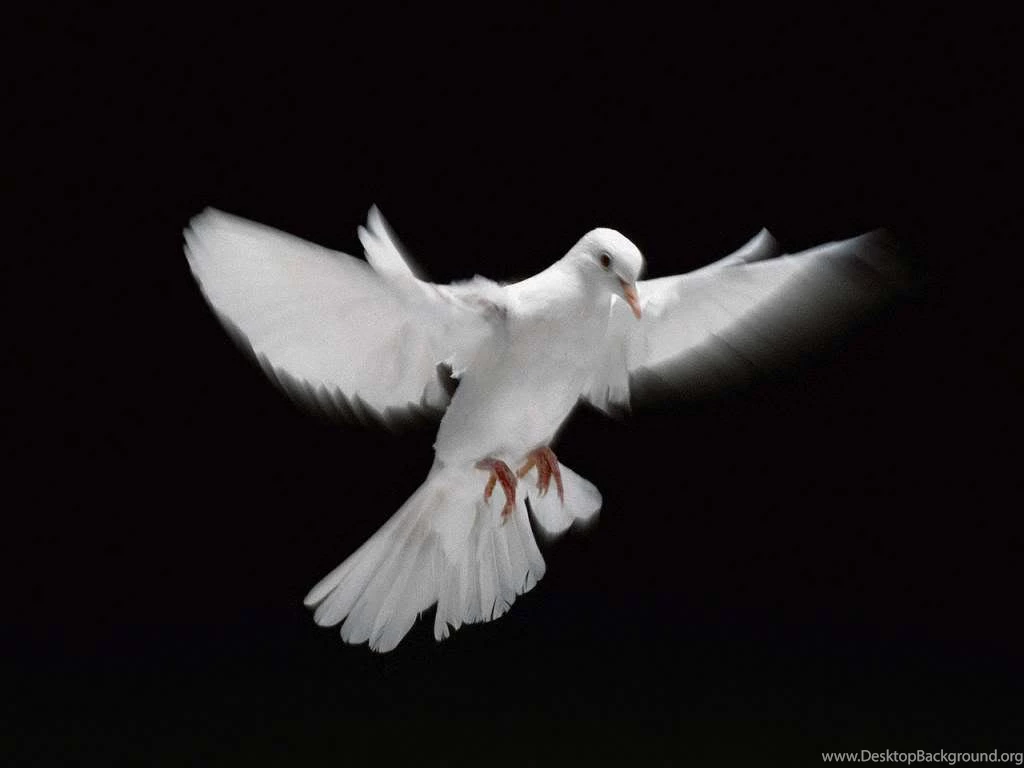 Dove High Quality Wallpapers