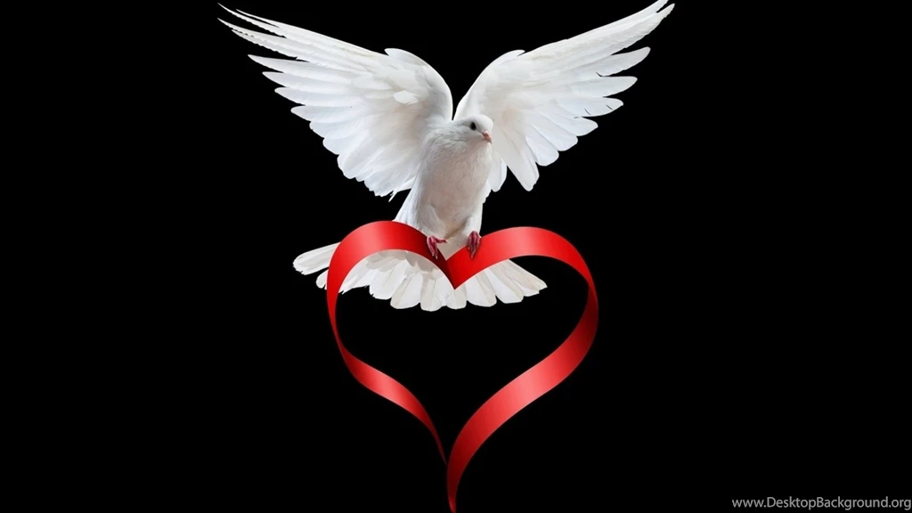 39 Dove HD Wallpapers