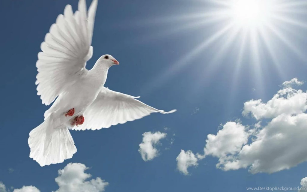 Dove Wallpapers