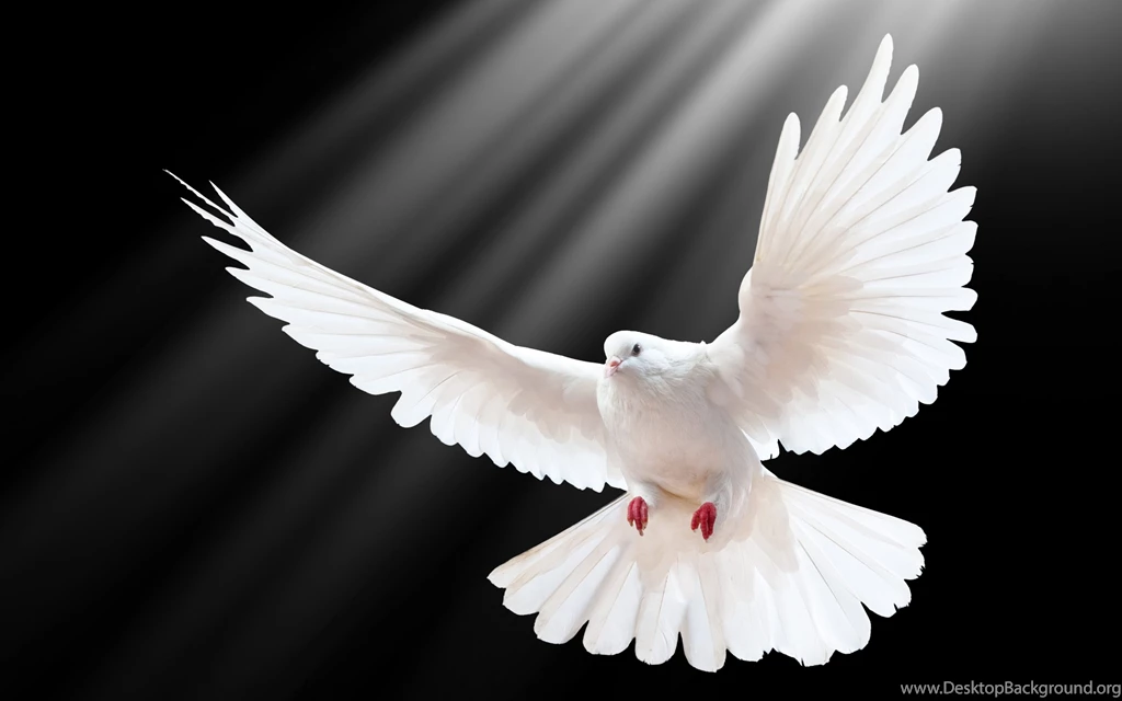 Ultra HD 4K Dove Wallpapers HD, Desktop Backgrounds 3840x2400