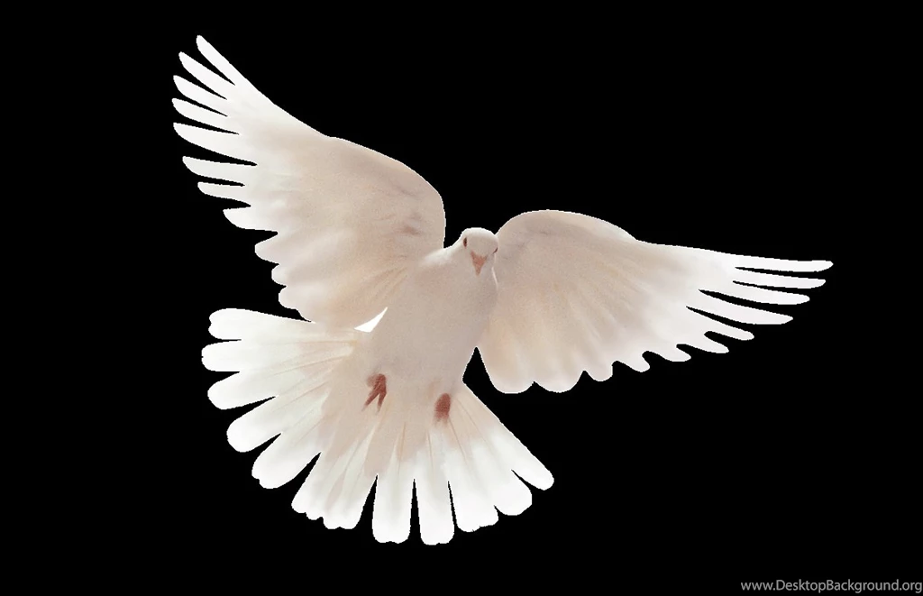 Dove Wallpapers By Anthony Clayton On FL