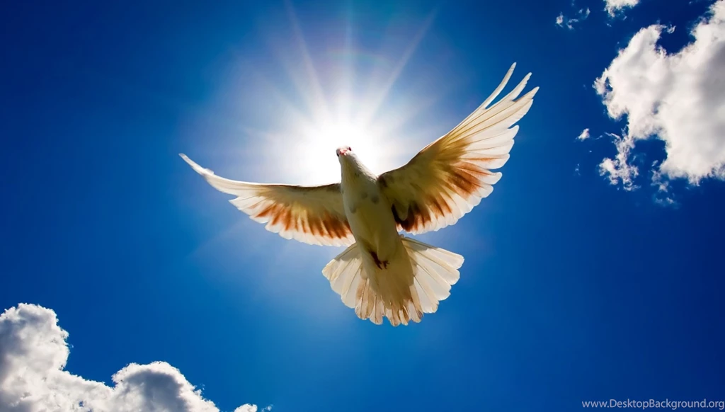 Dove Wallpapers HD