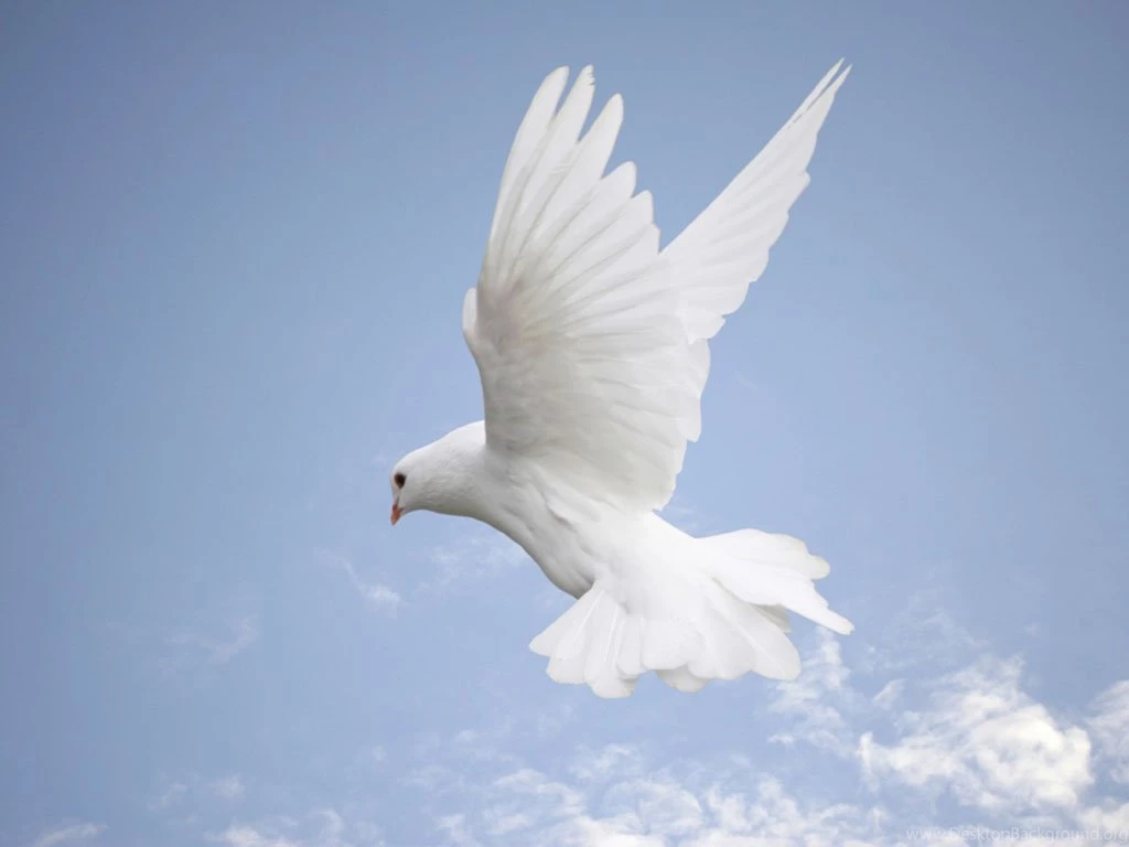 Wallpaper: White Dove Wallpapers