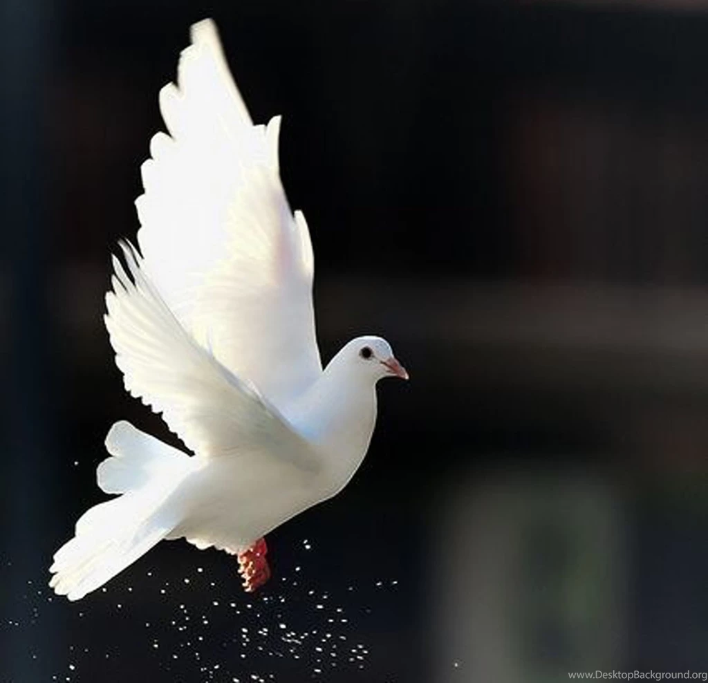 Cute Dove Wallpapers