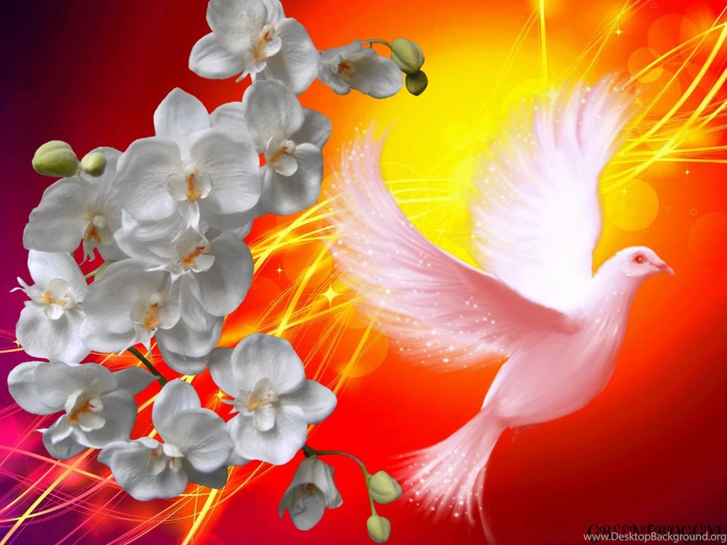 Dove (