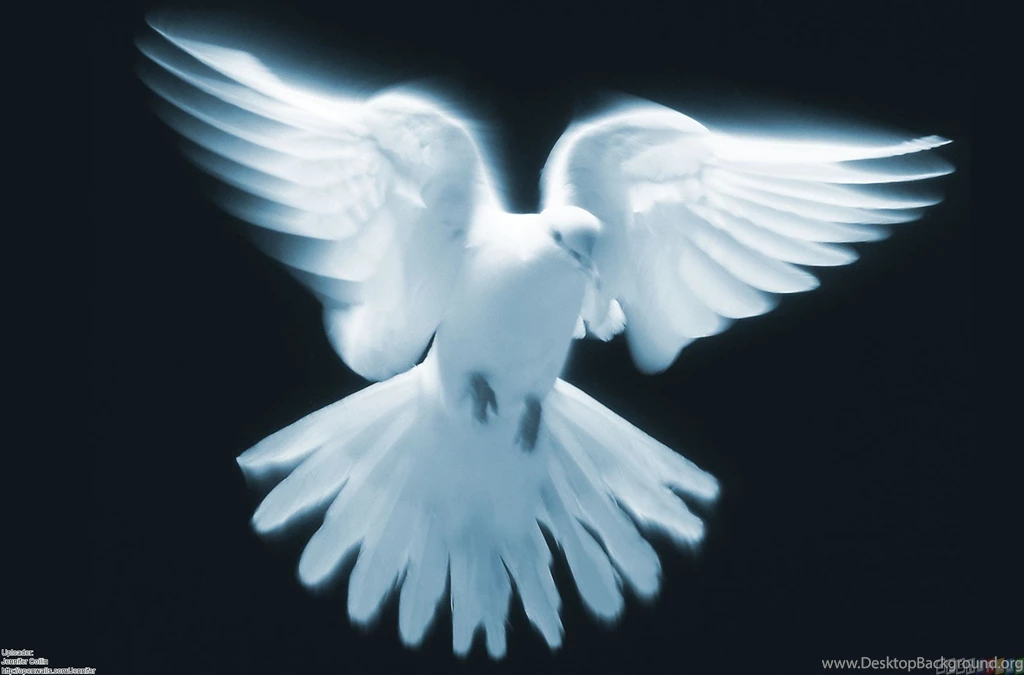 Doves On Pinterest