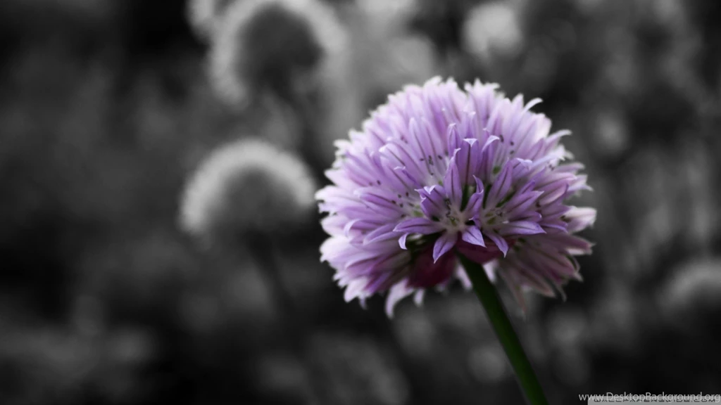 Purple Flower On Black And White Backgrounds HD Desktop Wallpapers ...