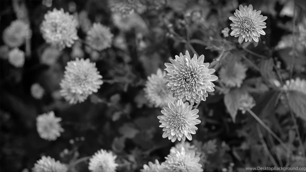Black N White Flowers Desktop Backgrounds Wallpapers Free Download