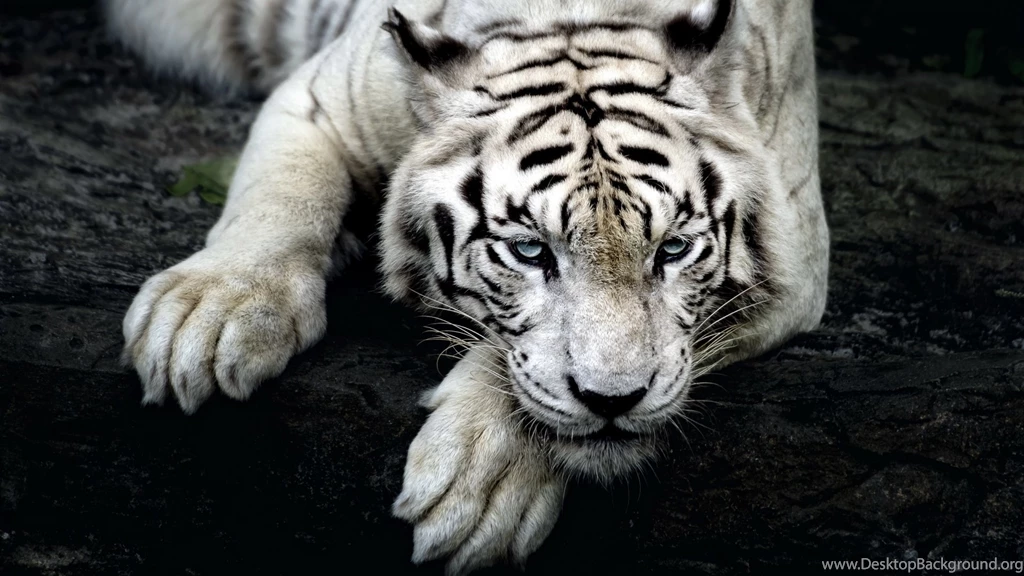 1920x1080 Wallpapers Hd CuteWallpaper.org