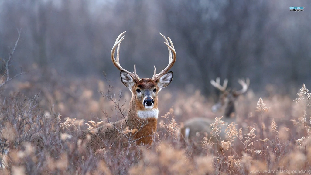 Monster Bucks Wallpapers Wallpapers Cave
