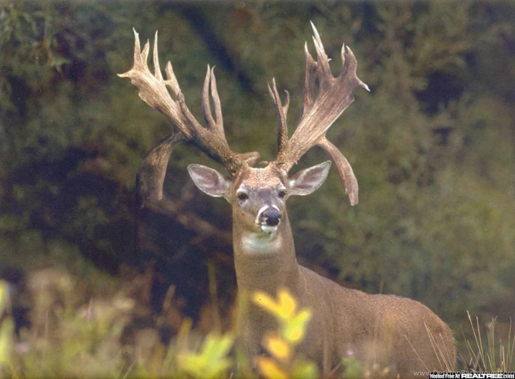 Monster Bucks Wallpapers Wallpapers Cave