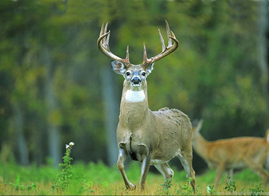 Top Whitetail Bucks Fighting Wallpapers