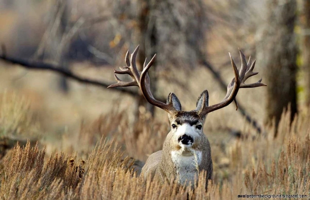 Mule Deer Buck Wallpapers