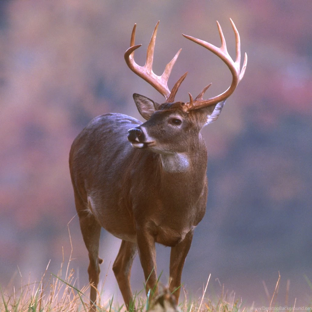 Big Buck Backgrounds   Wallpapers Zone